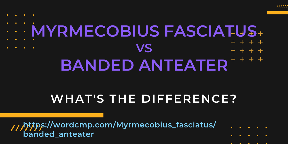 Difference between Myrmecobius fasciatus and banded anteater