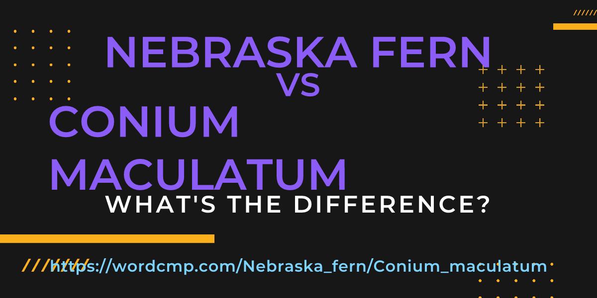 Difference between Nebraska fern and Conium maculatum