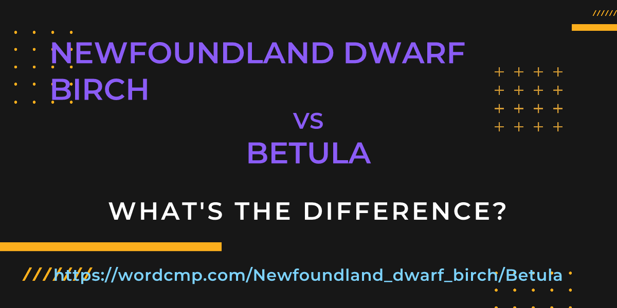Difference between Newfoundland dwarf birch and Betula