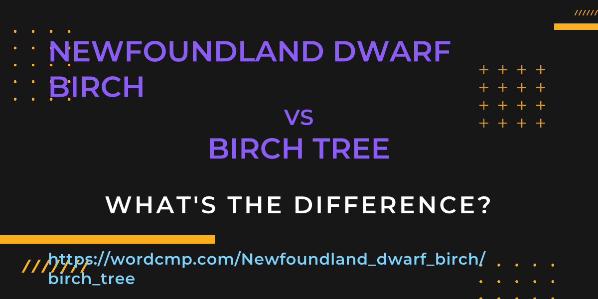 Difference between Newfoundland dwarf birch and birch tree