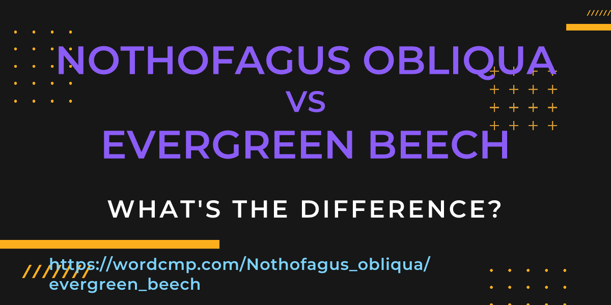 Difference between Nothofagus obliqua and evergreen beech