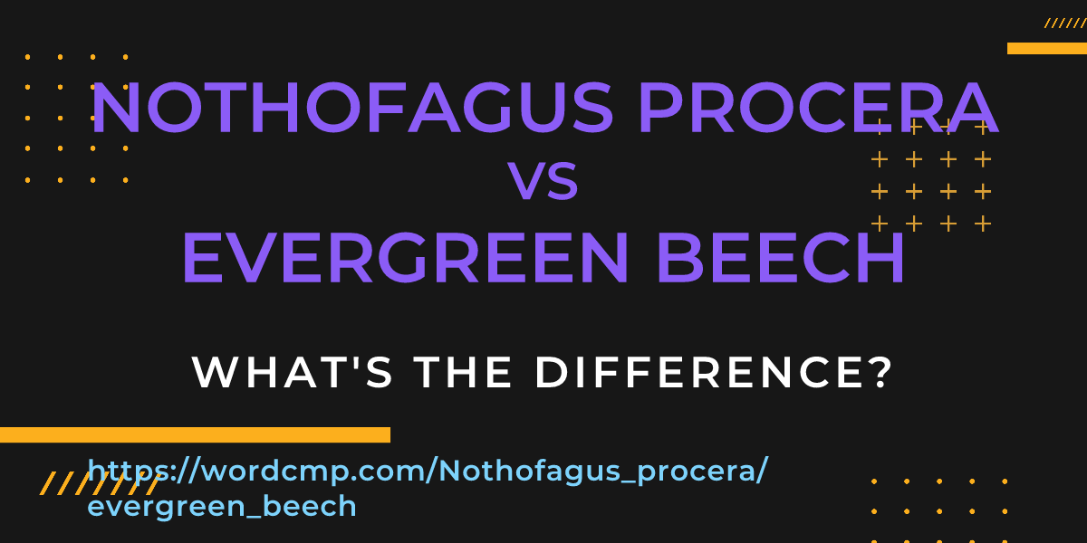 Difference between Nothofagus procera and evergreen beech