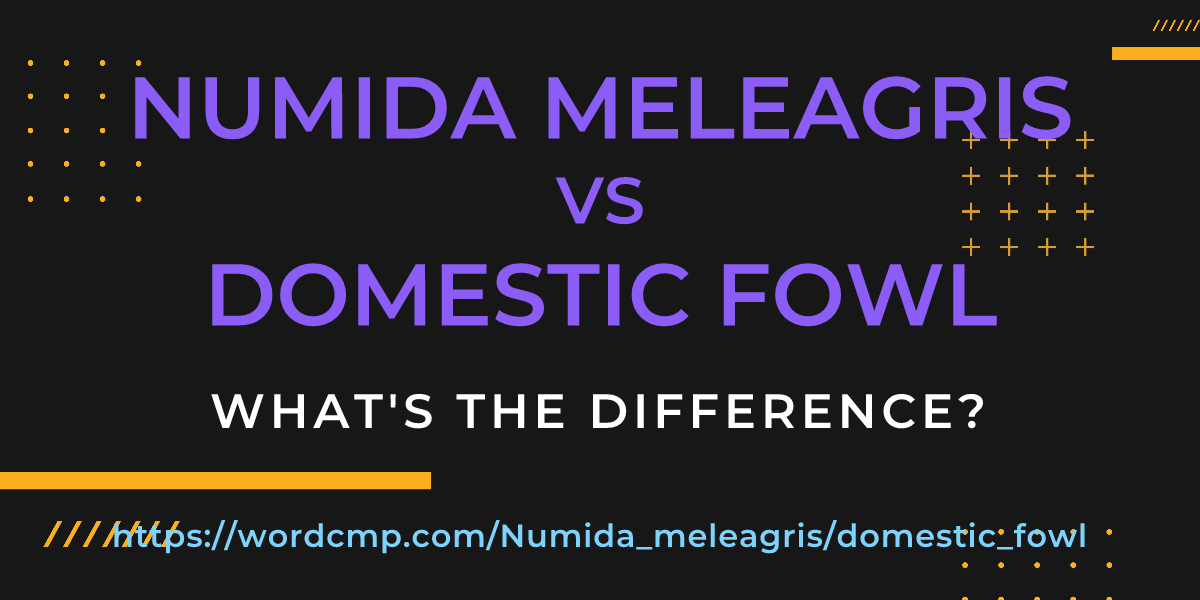 Difference between Numida meleagris and domestic fowl
