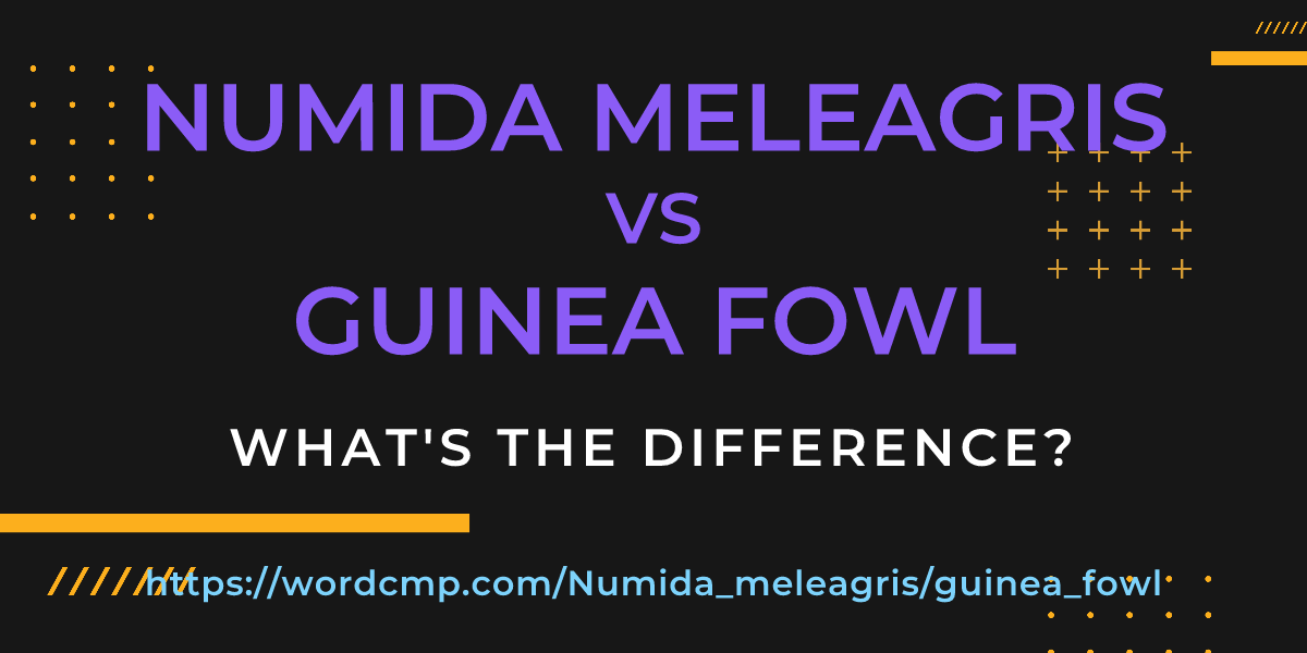 Difference between Numida meleagris and guinea fowl