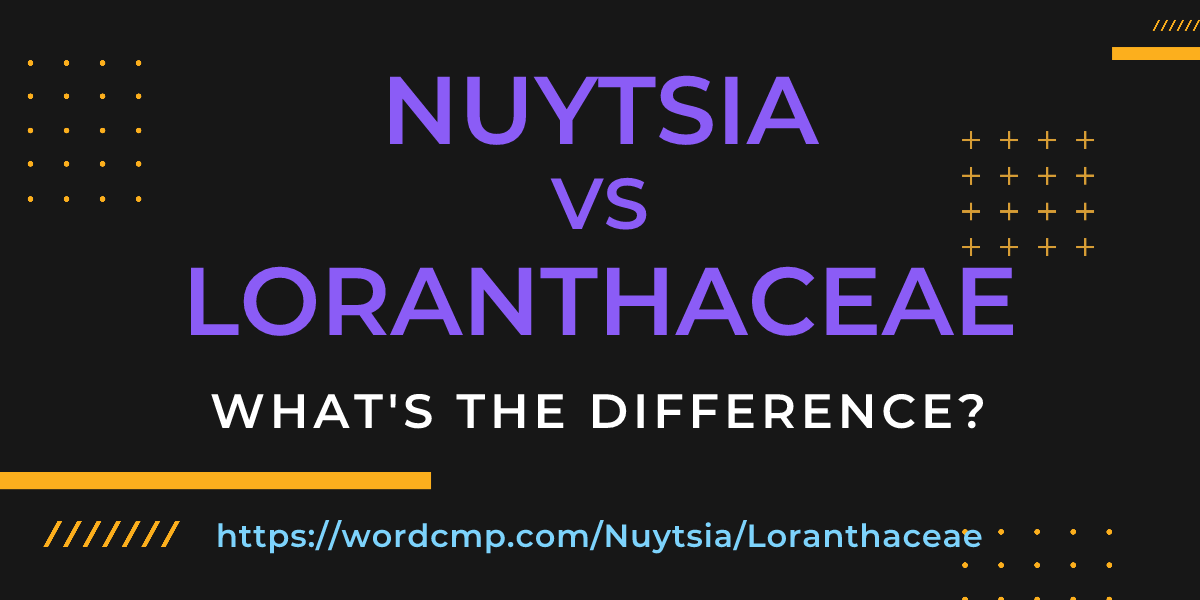 Difference between Nuytsia and Loranthaceae