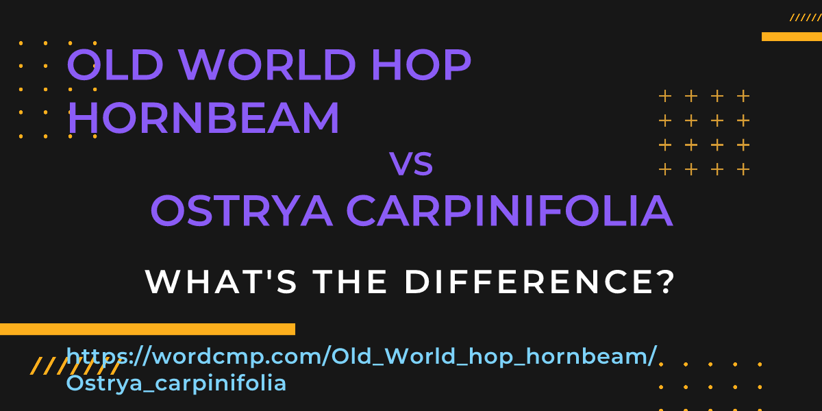 Difference between Old World hop hornbeam and Ostrya carpinifolia