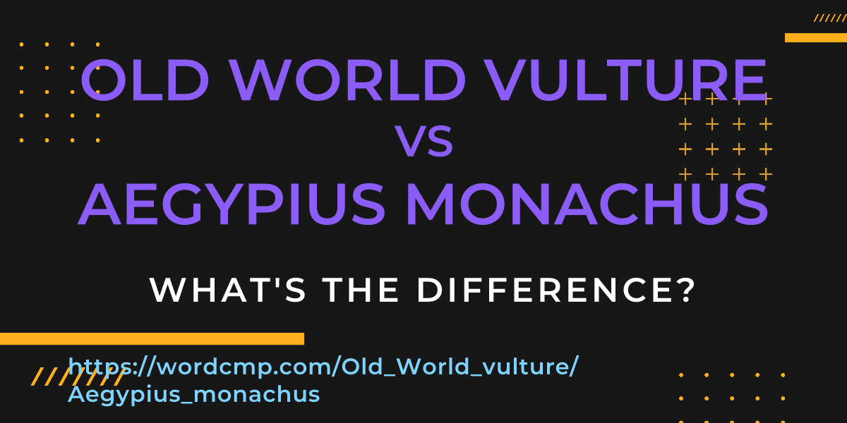 Difference between Old World vulture and Aegypius monachus