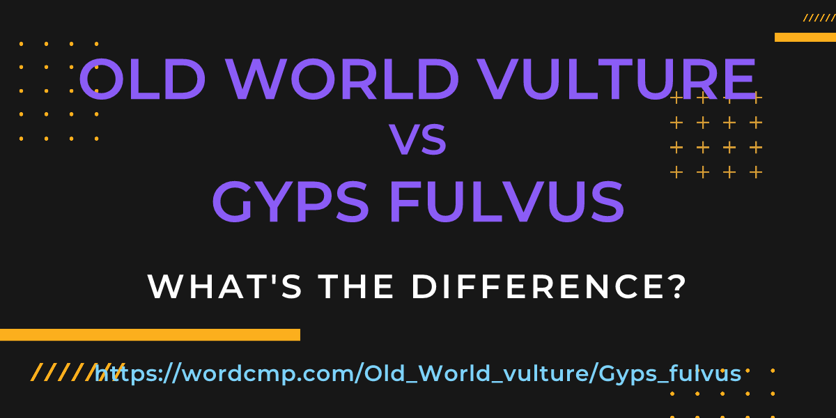 Difference between Old World vulture and Gyps fulvus