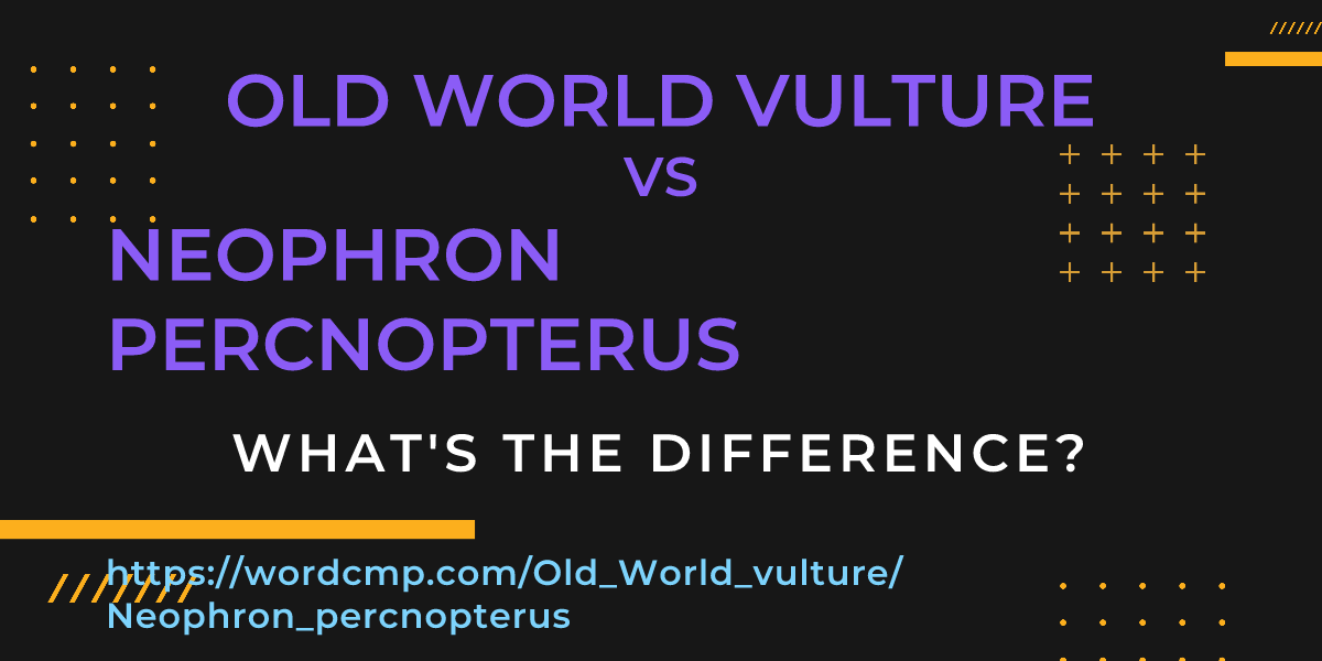 Difference between Old World vulture and Neophron percnopterus