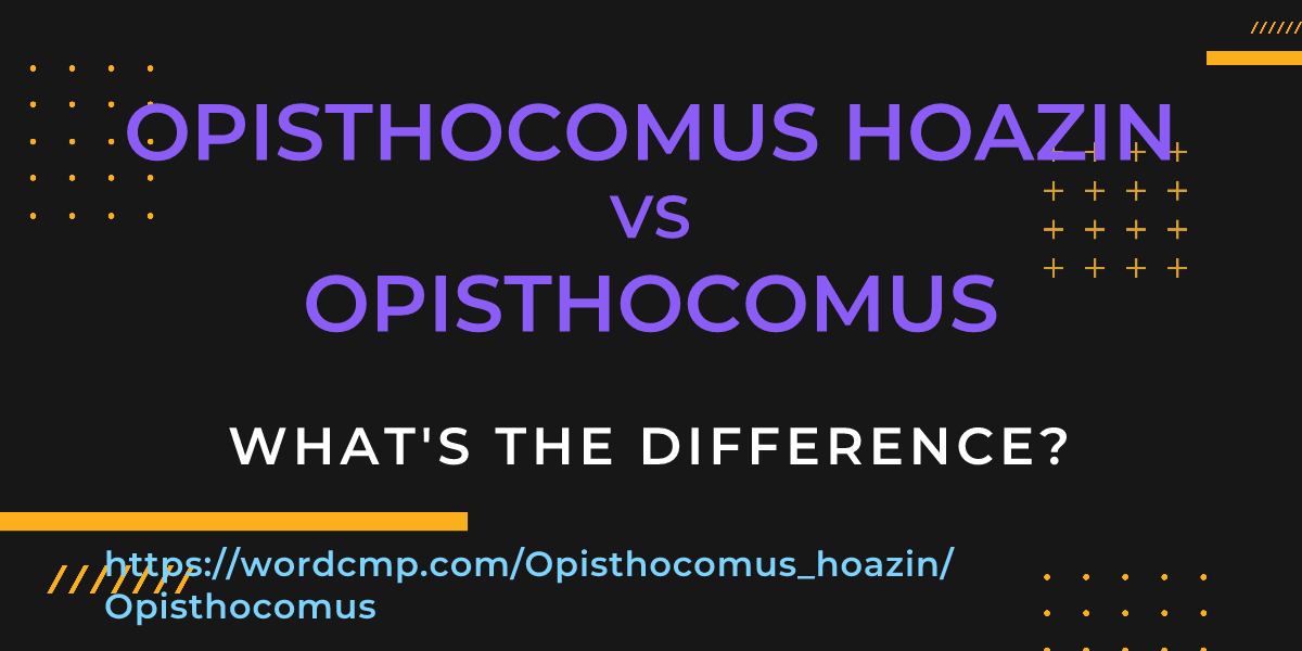 Difference between Opisthocomus hoazin and Opisthocomus