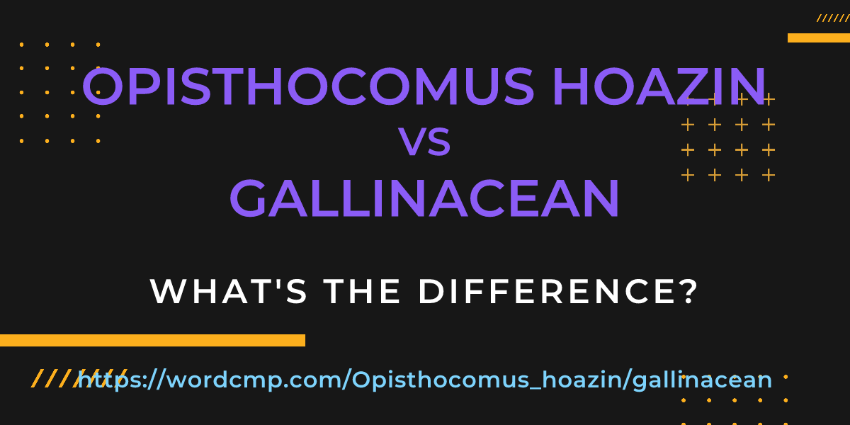 Difference between Opisthocomus hoazin and gallinacean