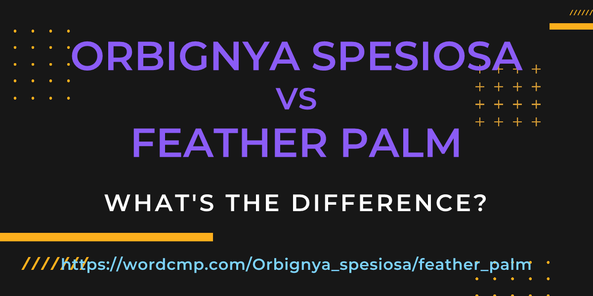 Difference between Orbignya spesiosa and feather palm