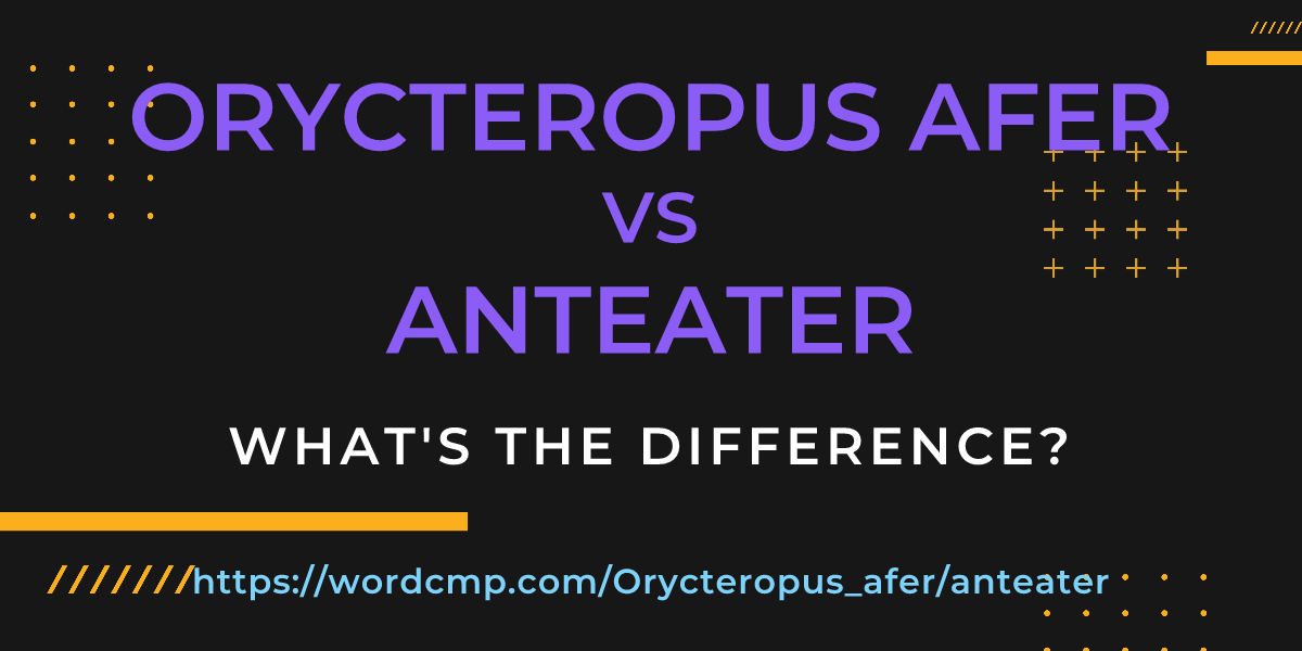 Difference between Orycteropus afer and anteater