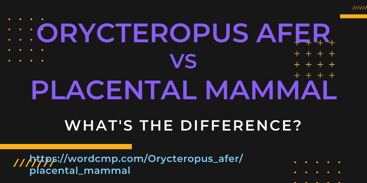 Difference between Orycteropus afer and placental mammal