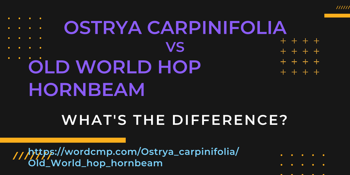 Difference between Ostrya carpinifolia and Old World hop hornbeam