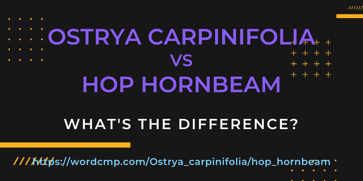 Difference between Ostrya carpinifolia and hop hornbeam