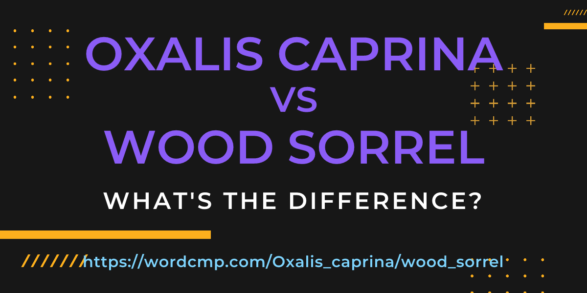 Difference between Oxalis caprina and wood sorrel