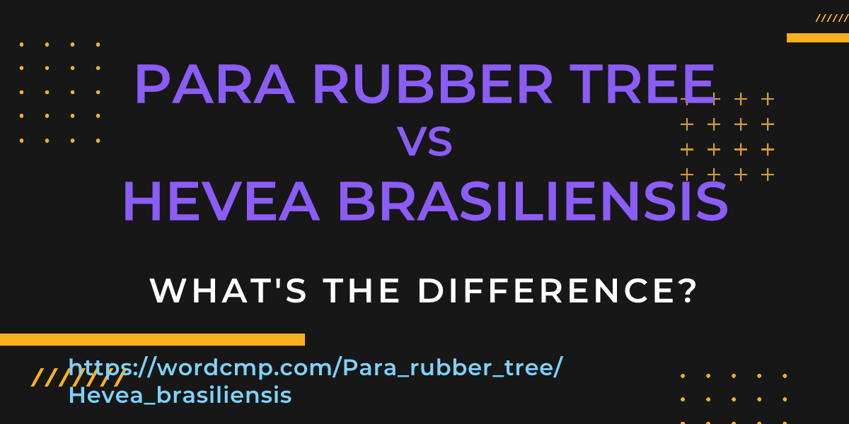 Difference between Para rubber tree and Hevea brasiliensis
