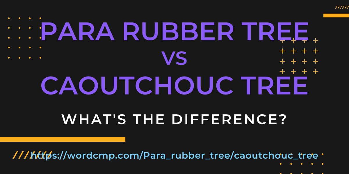 Difference between Para rubber tree and caoutchouc tree