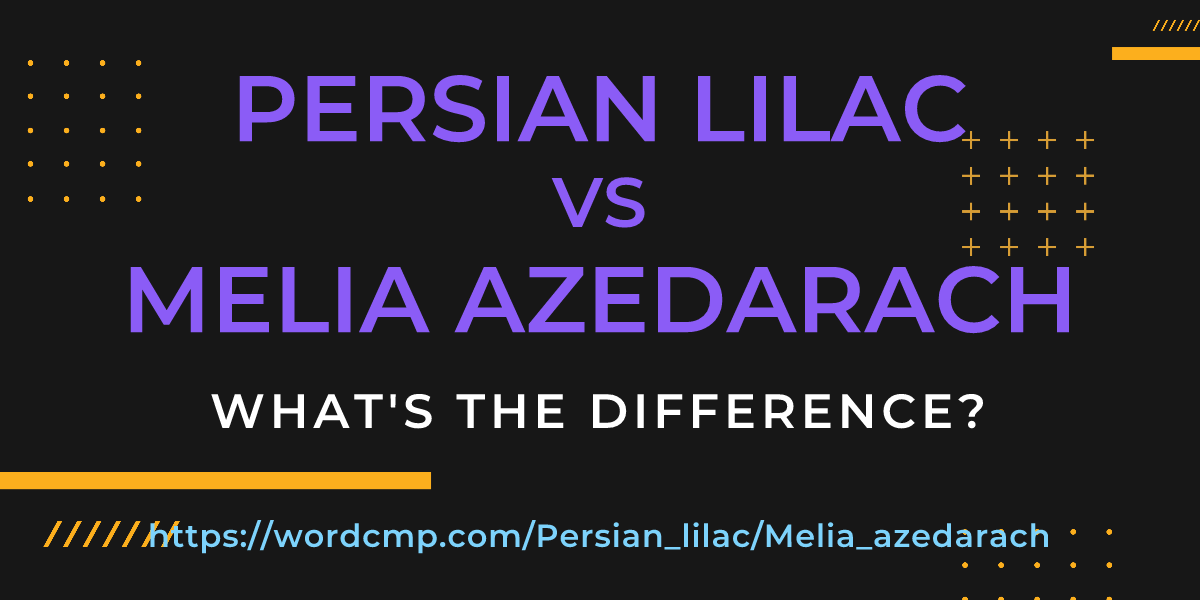 Difference between Persian lilac and Melia azedarach