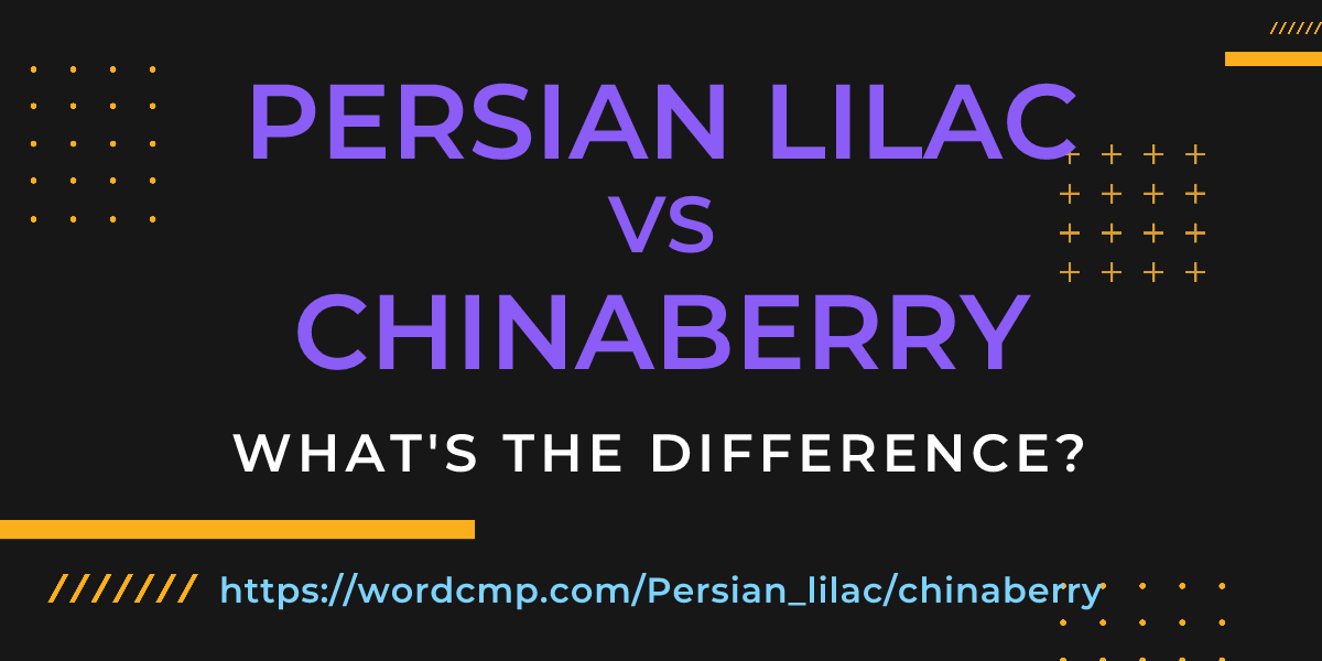 Difference between Persian lilac and chinaberry