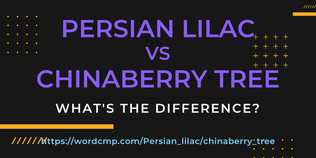 Difference between Persian lilac and chinaberry tree