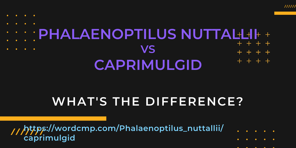 Difference between Phalaenoptilus nuttallii and caprimulgid