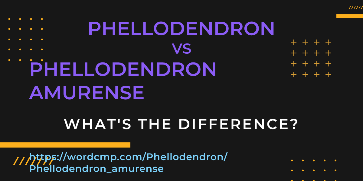 Difference between Phellodendron and Phellodendron amurense