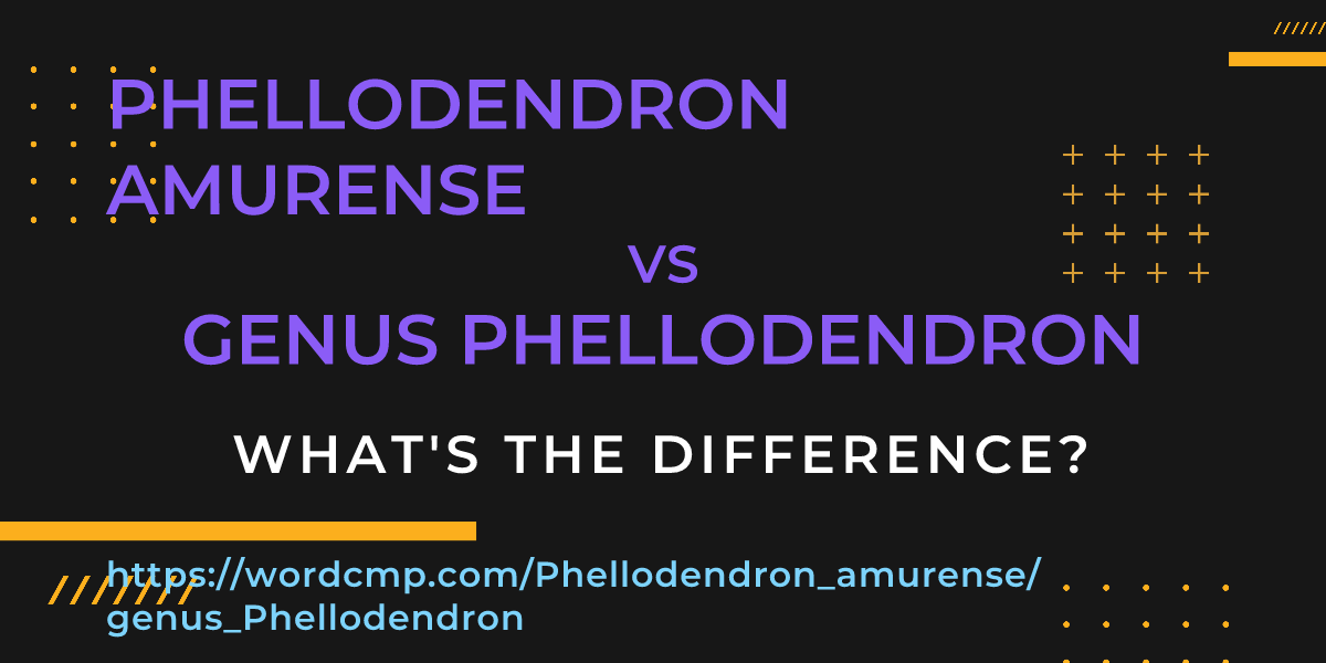 Difference between Phellodendron amurense and genus Phellodendron