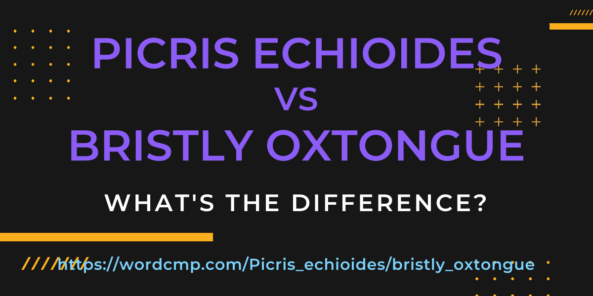 Difference between Picris echioides and bristly oxtongue
