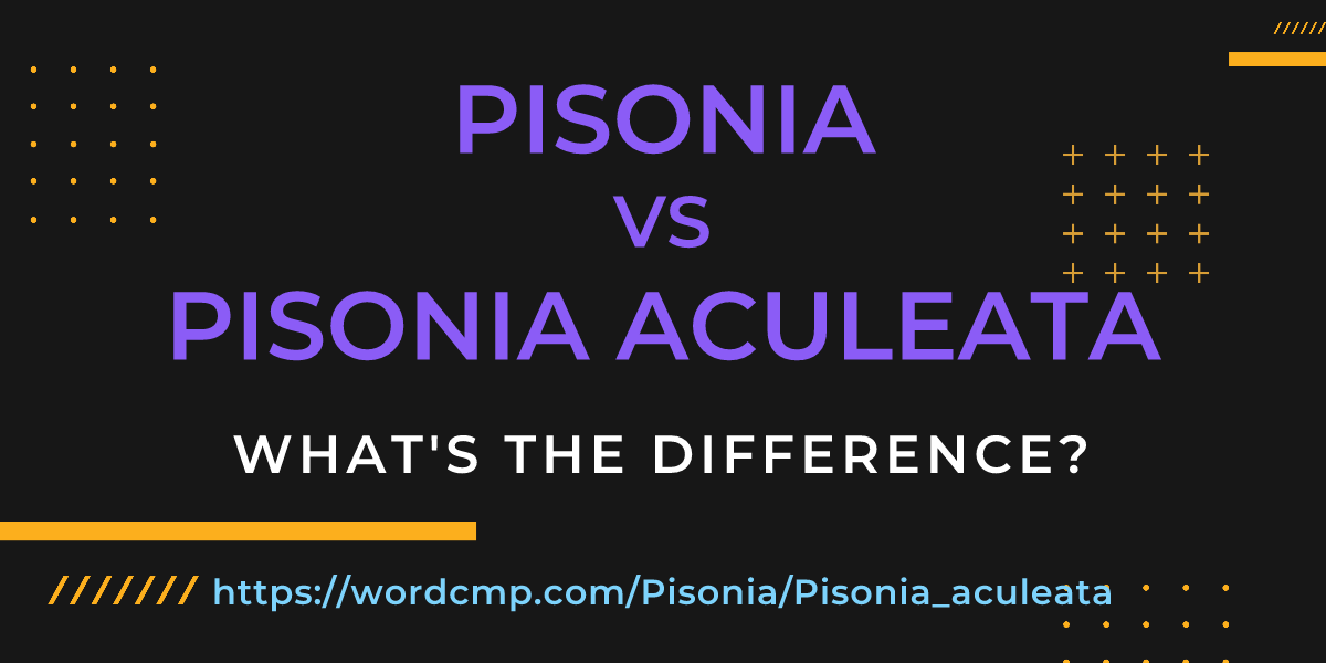 Difference between Pisonia and Pisonia aculeata