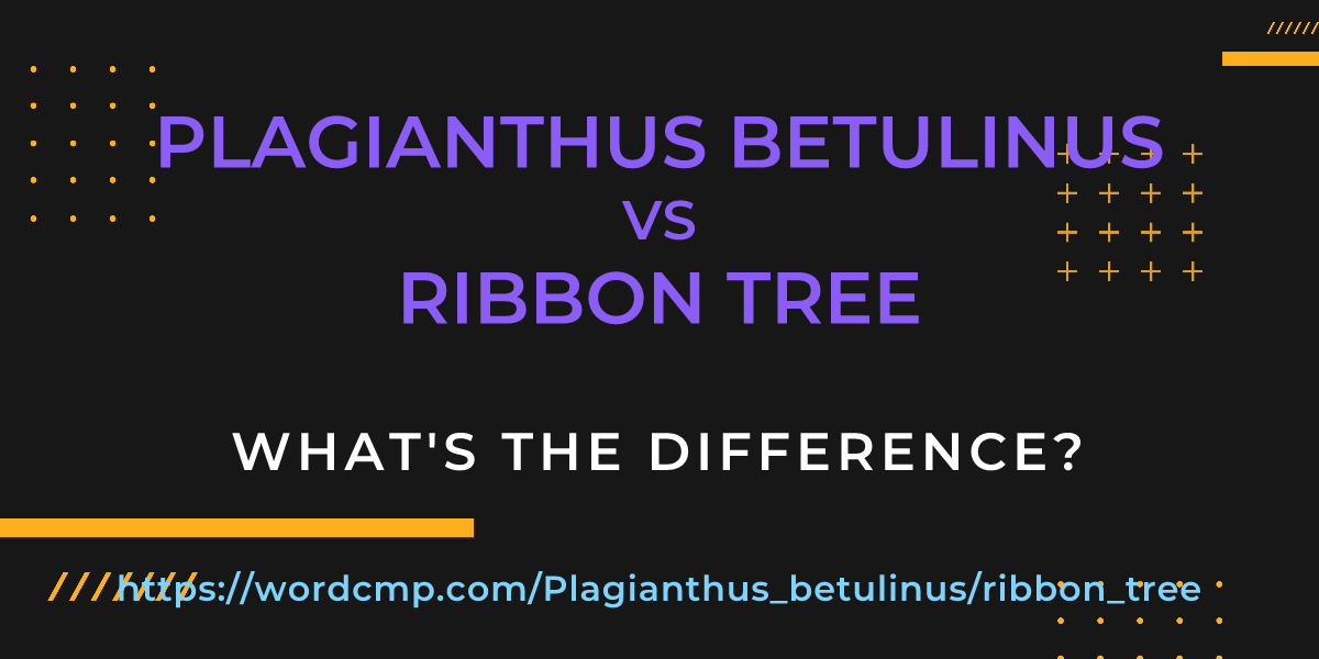 Difference between Plagianthus betulinus and ribbon tree