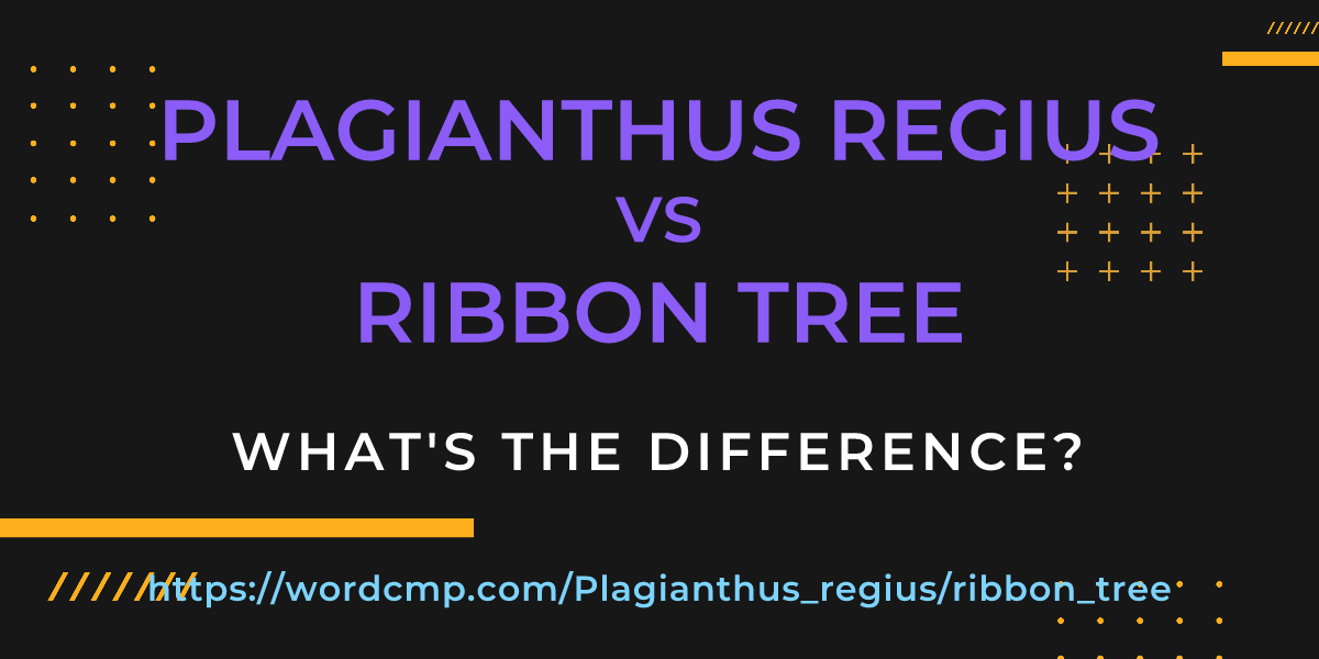 Difference between Plagianthus regius and ribbon tree