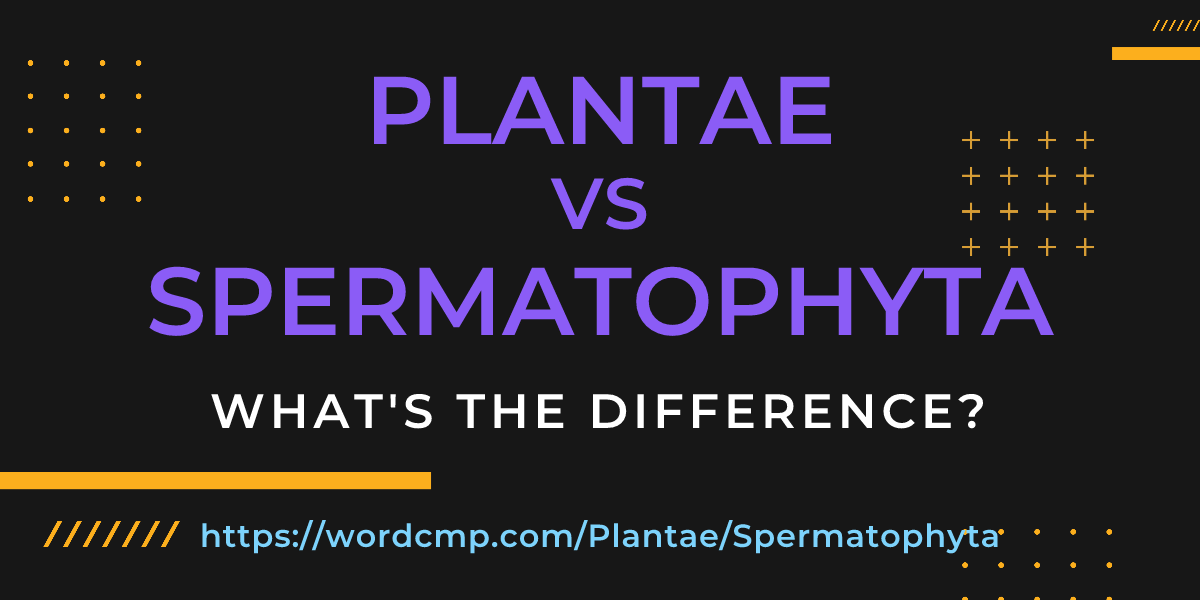 Difference between Plantae and Spermatophyta
