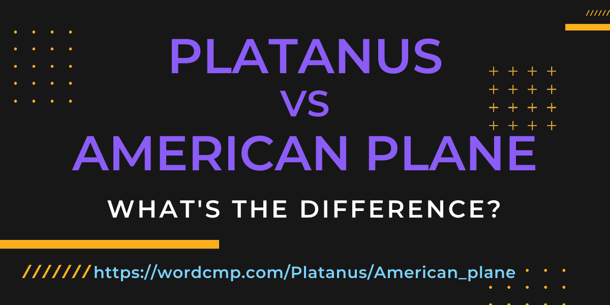 Difference between Platanus and American plane