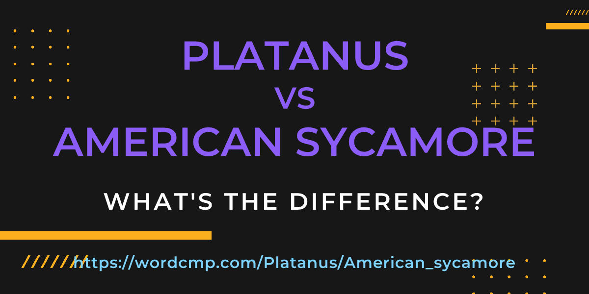 Difference between Platanus and American sycamore