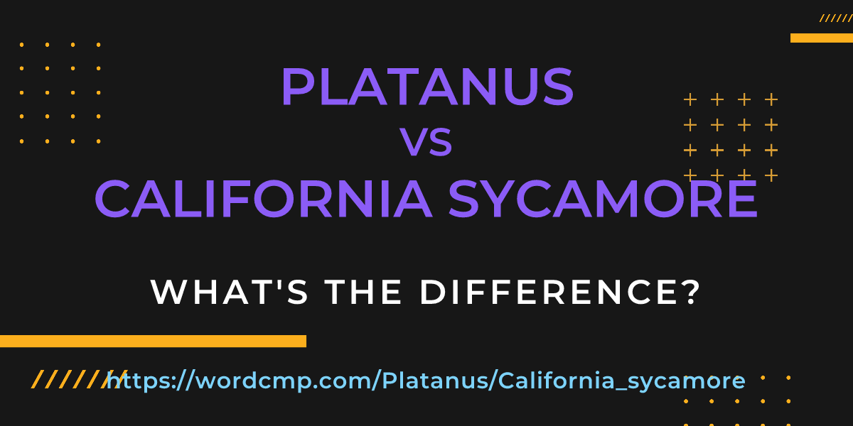 Difference between Platanus and California sycamore
