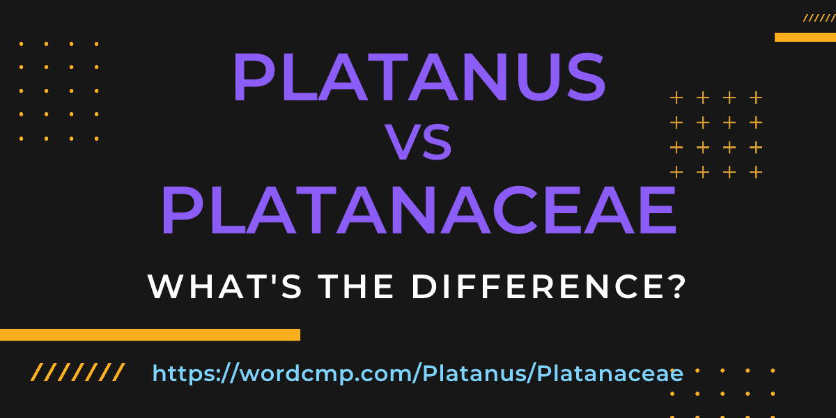 Difference between Platanus and Platanaceae