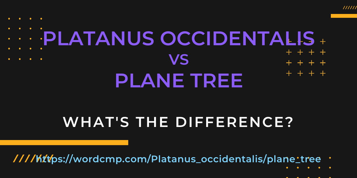 Difference between Platanus occidentalis and plane tree
