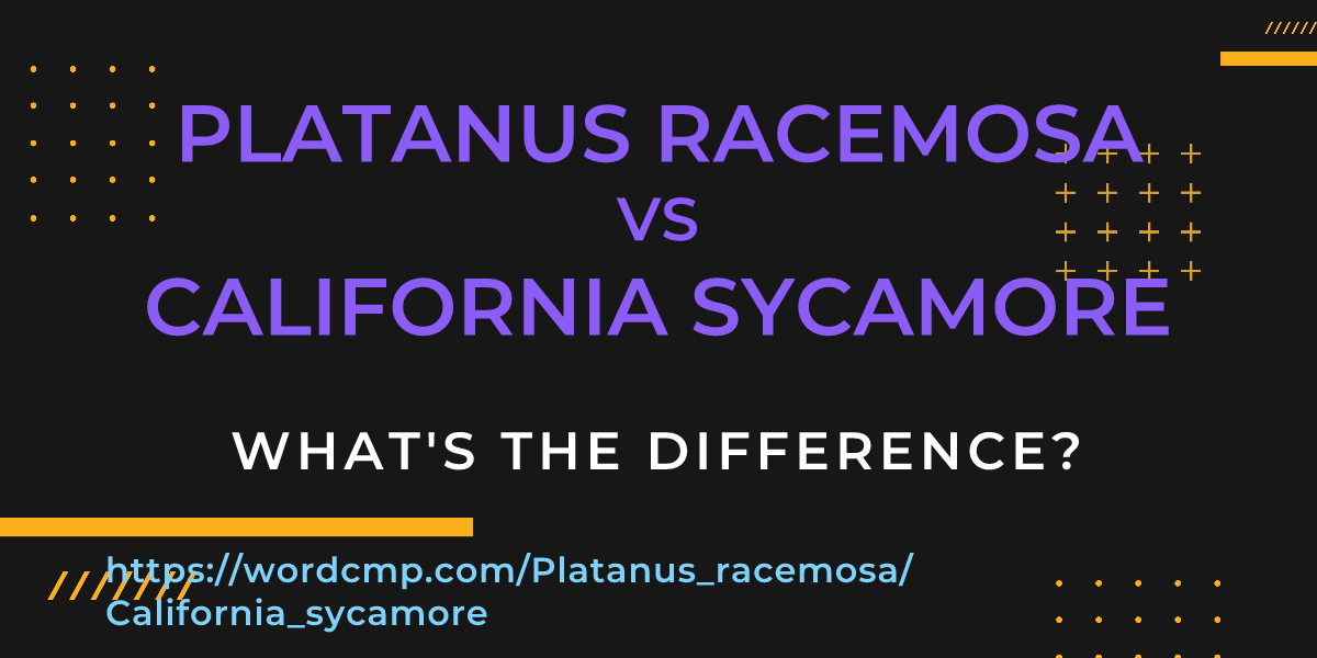 Difference between Platanus racemosa and California sycamore