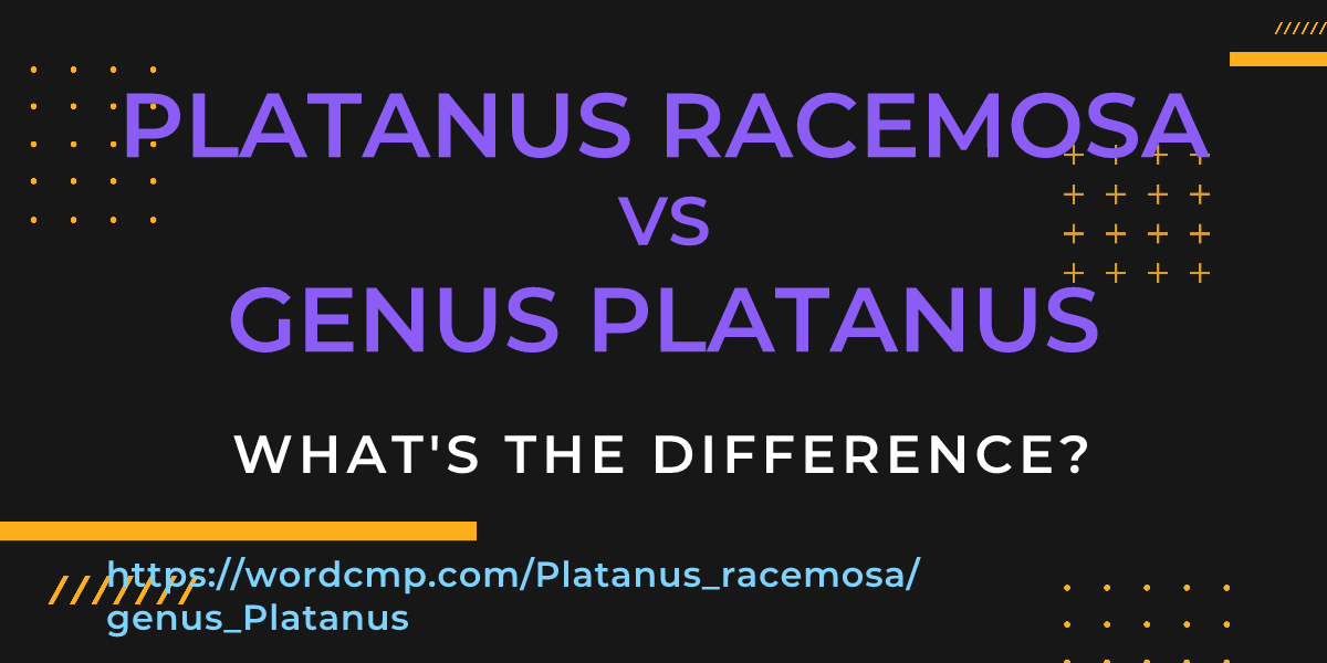 Difference between Platanus racemosa and genus Platanus