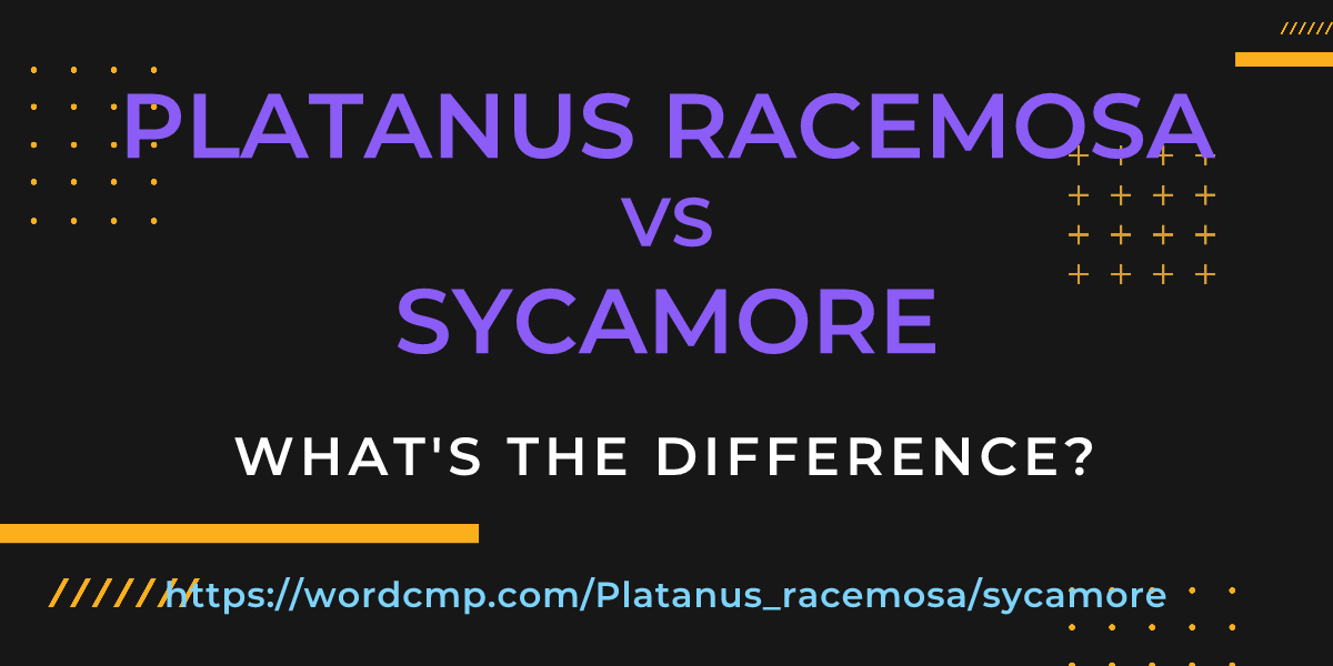 Difference between Platanus racemosa and sycamore