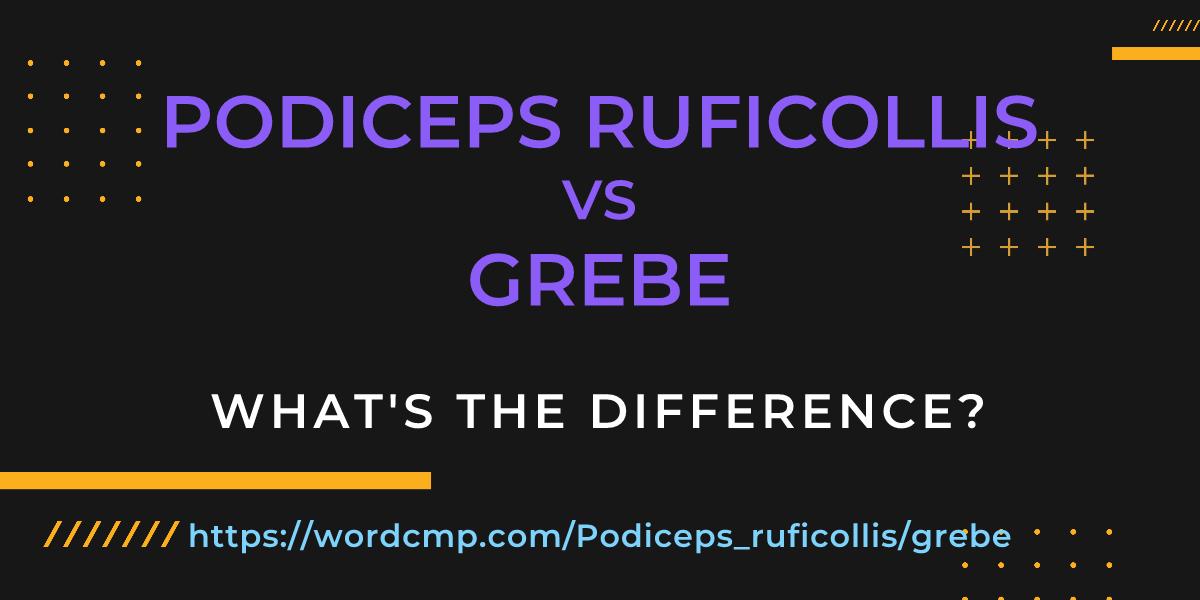 Difference between Podiceps ruficollis and grebe