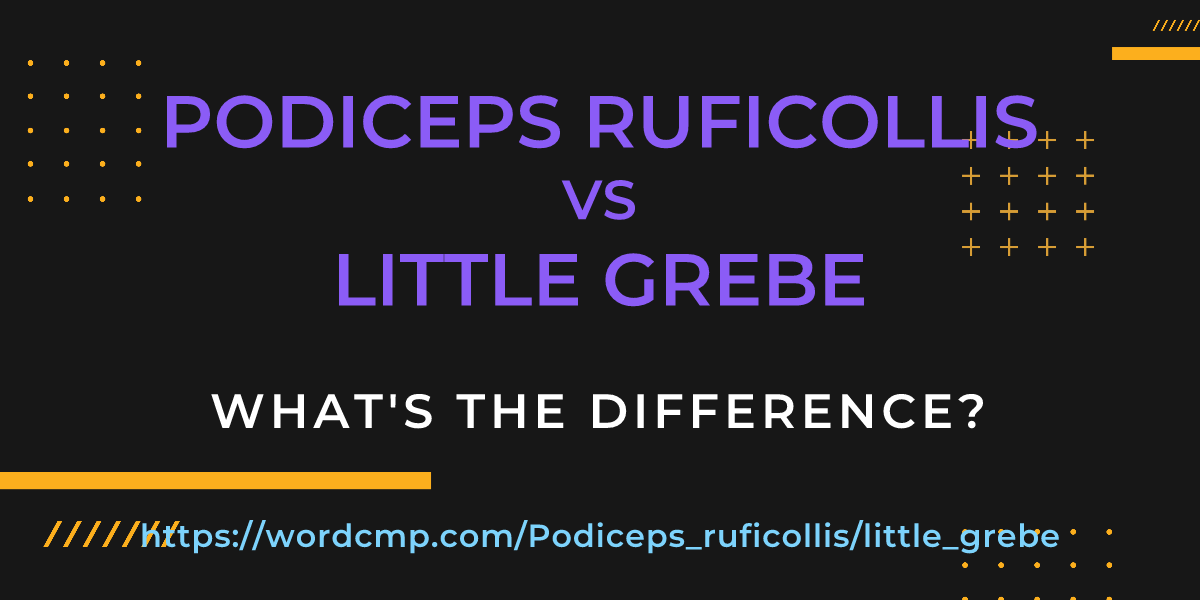 Difference between Podiceps ruficollis and little grebe