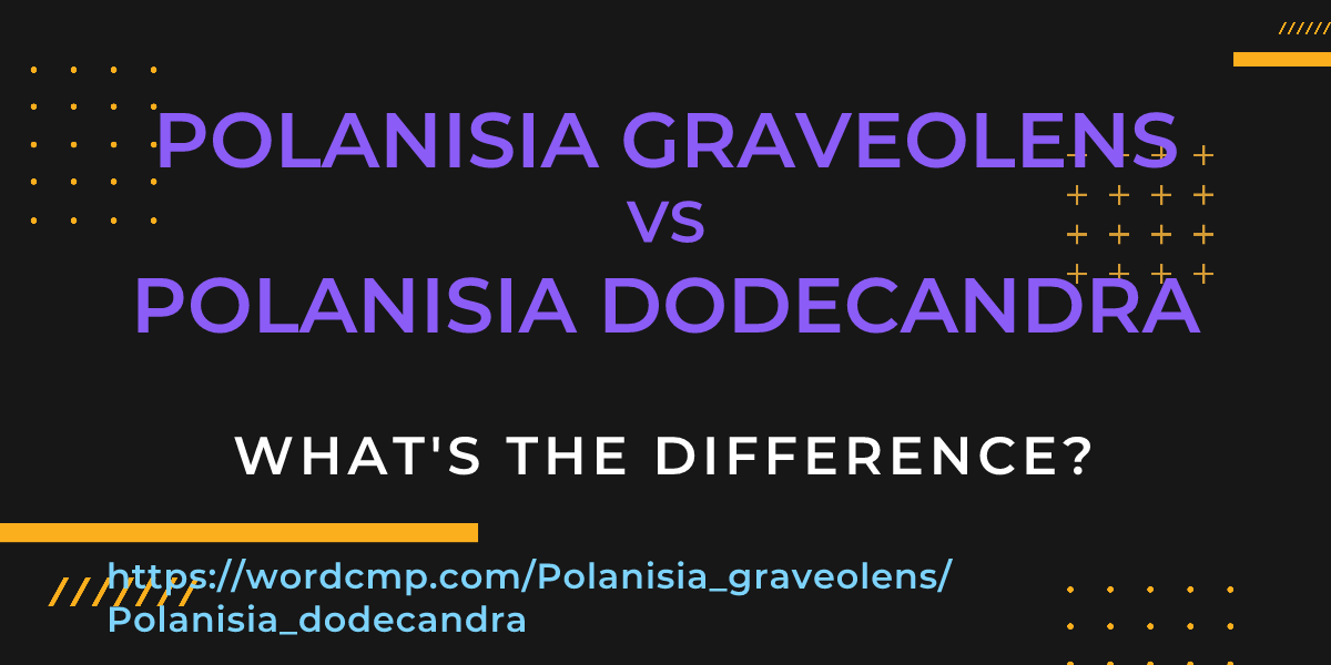 Difference between Polanisia graveolens and Polanisia dodecandra