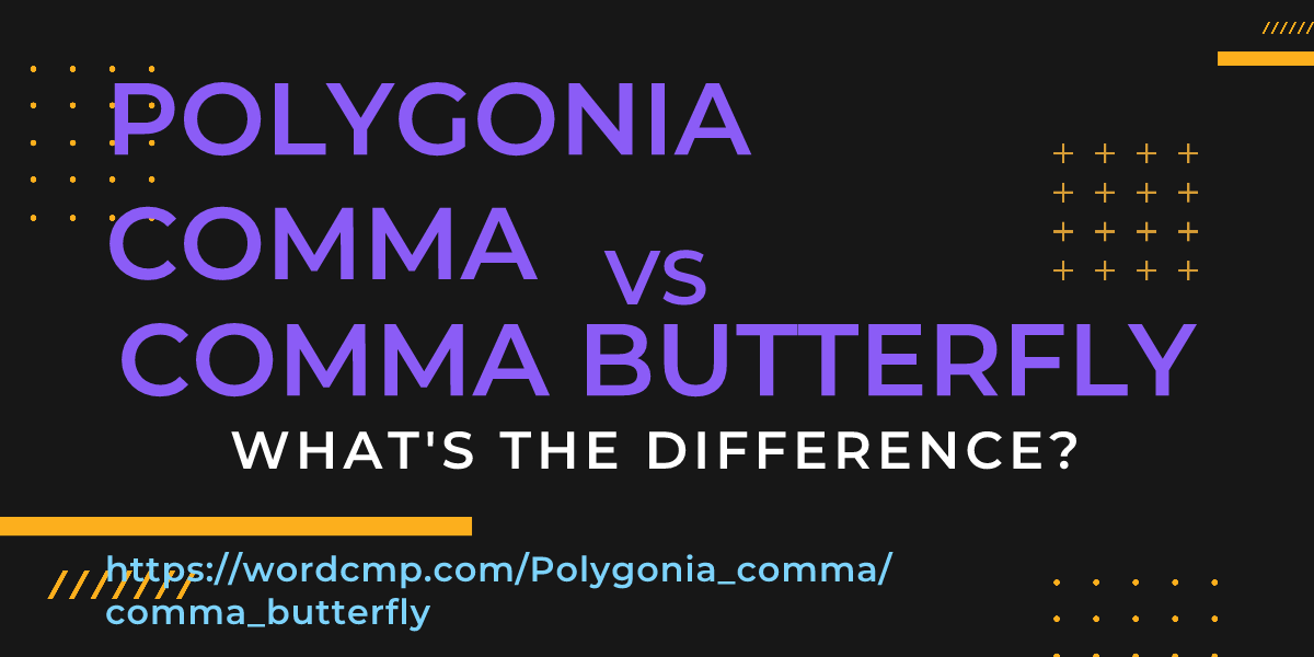 Difference between Polygonia comma and comma butterfly