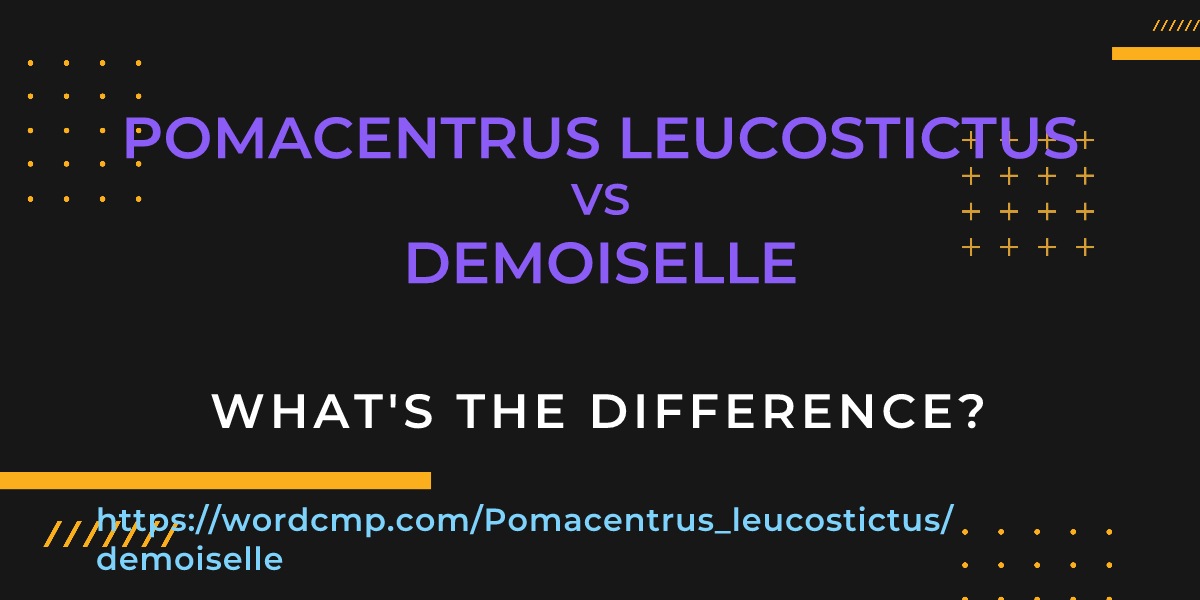 Difference between Pomacentrus leucostictus and demoiselle