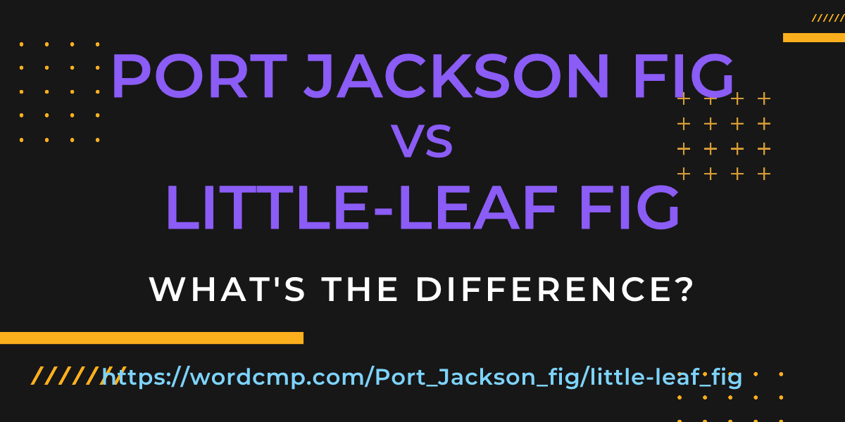 Difference between Port Jackson fig and little-leaf fig