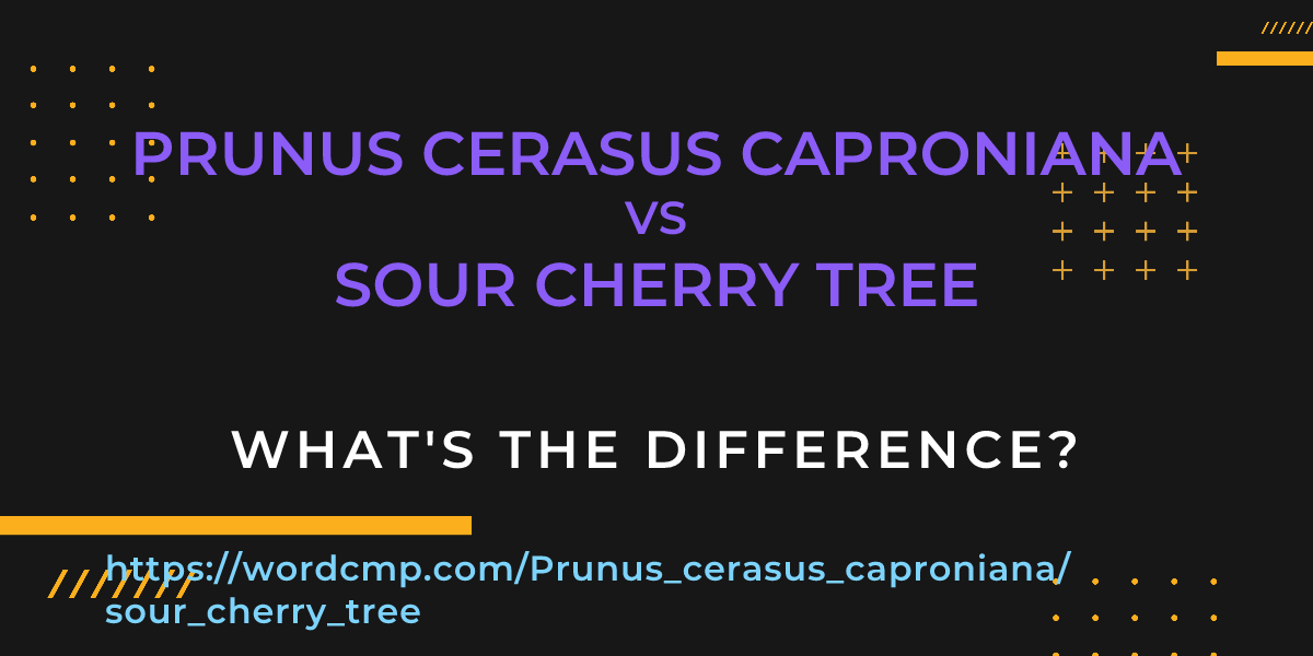 Difference between Prunus cerasus caproniana and sour cherry tree