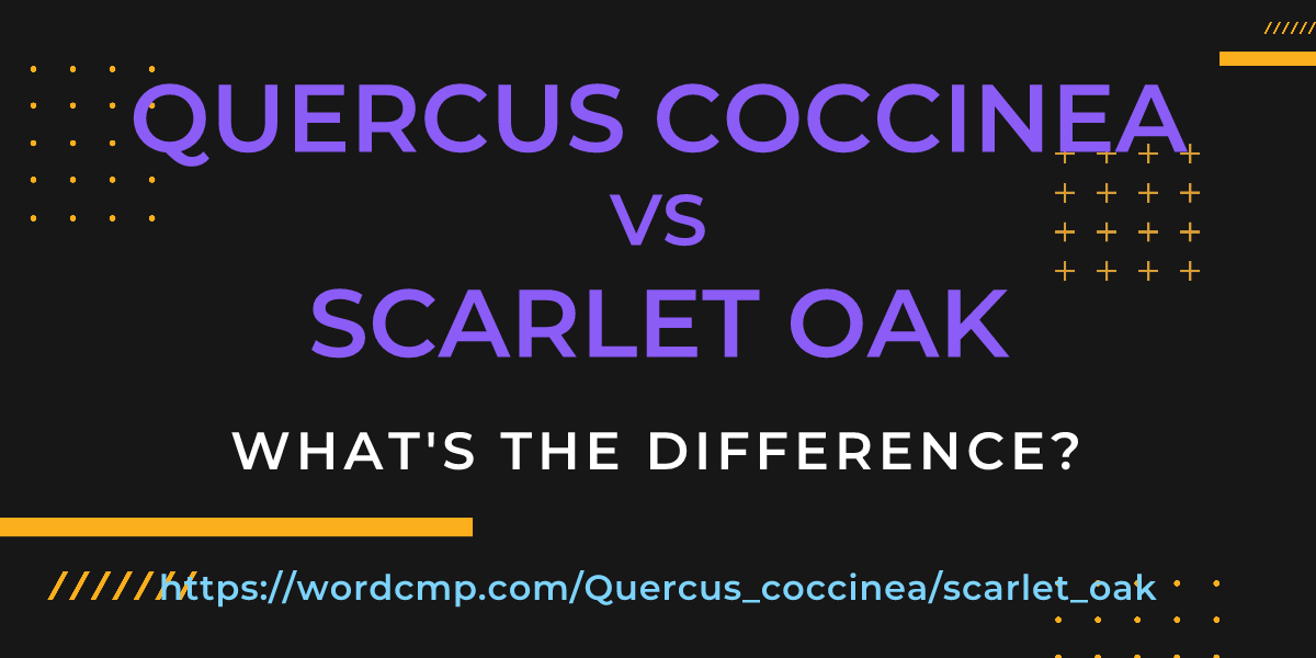 Difference between Quercus coccinea and scarlet oak